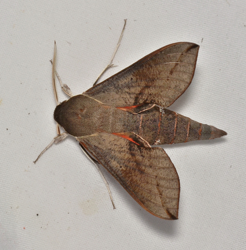 Coprosma Hawk Moth photo 6