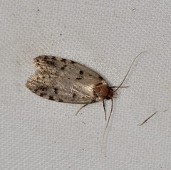 Scatochresis episema
