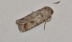 Proteuxoa amaurodes