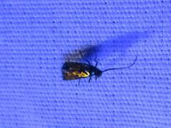 Neoheliodines hodgesi