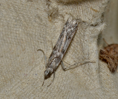 Homoeosoma vagella