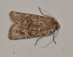 Ectopatria xerampelina