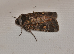 Proteuxoa marginalis