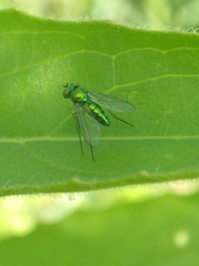 Condylostylus caudatus