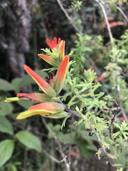 Castilleja fissifolia