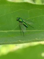 Condylostylus caudatus