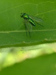 Condylostylus caudatus