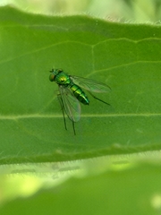 Condylostylus caudatus