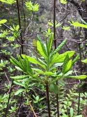 Rhododendron occidentale