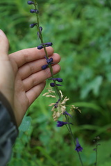 Delphinium crassifolium