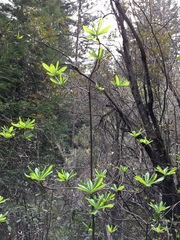 Rhododendron occidentale