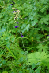 Delphinium crassifolium