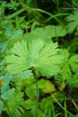 Delphinium crassifolium