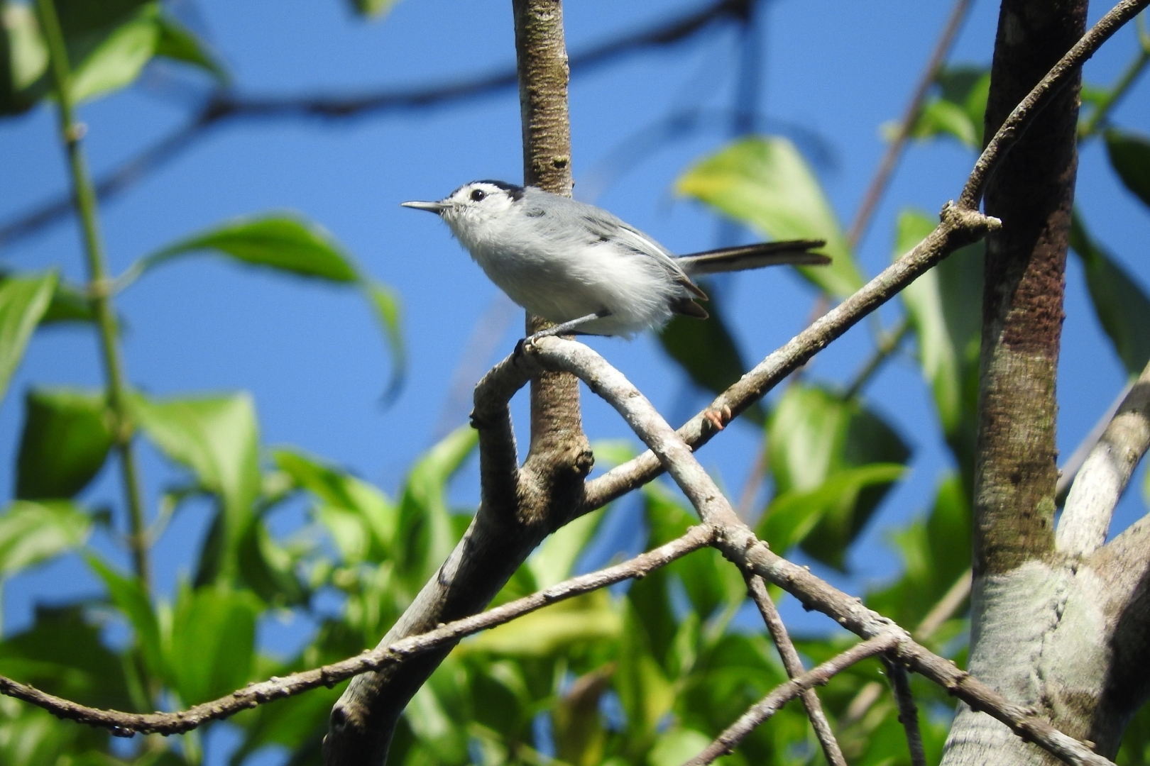 White-browed Gnatcatcher (Polioptila bilineata)
