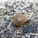 Granite Shoulderband Snail - Photo (c) davegoodward, some rights reserved (CC BY-NC), uploaded by davegoodward