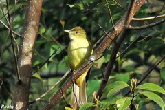 Iole viridescens