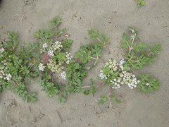 Glehnia littoralis