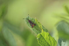 Carmenta rubricincta