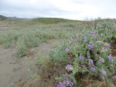 Glehnia littoralis