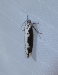 Ethmia semilugens