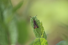 Carmenta rubricincta