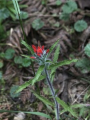 Castilleja arvensis