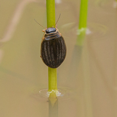 Acilius abbreviatus