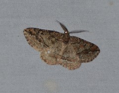 Pterospoda nigrescens