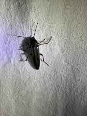 Enchodes sericea
