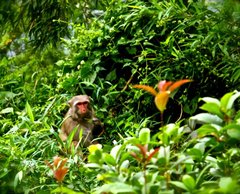 Macaca mulatta