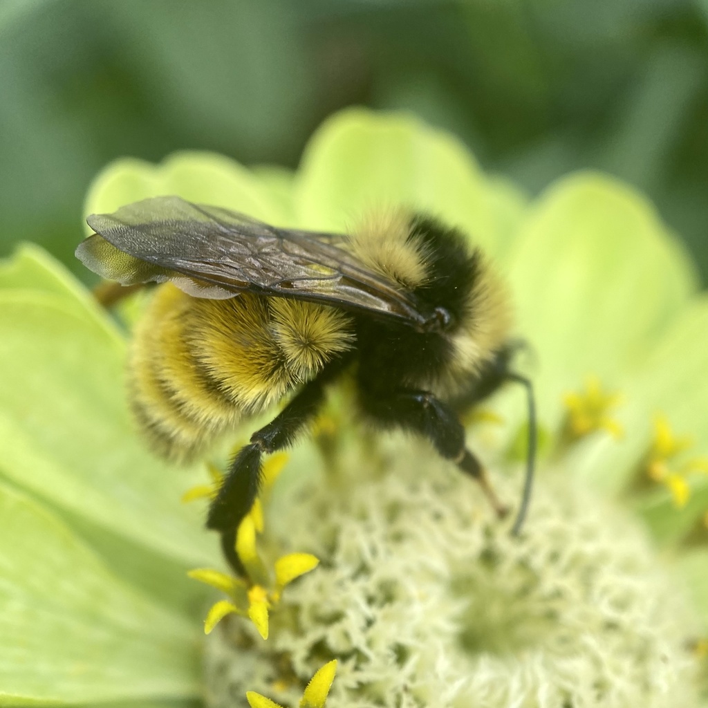 Northern Amber Bumble Bee