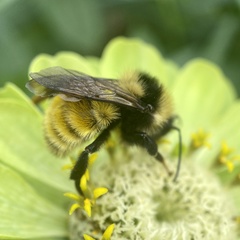 Northern Amber Bumble Bee