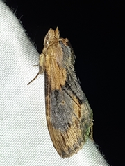 Dasylophia thyatiroides