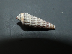 Zeacumantus