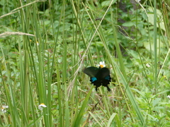 Papilio hermosanus