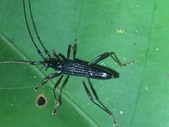 Disteniidae
