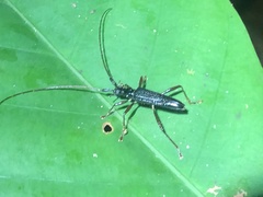 Disteniidae