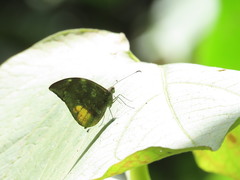 Lieinix nemesis atthis