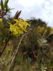 Epidendrum zipaquiranum
