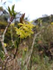 Epidendrum zipaquiranum