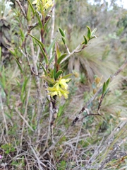 Epidendrum zipaquiranum