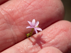 Epilobium foliosum