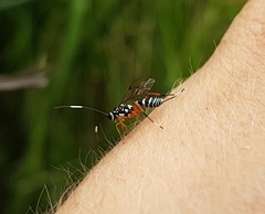 Glabridorsum stokesii