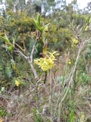 Epidendrum zipaquiranum