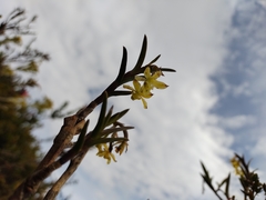 Epidendrum zipaquiranum