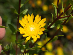 Grindelia arizonica