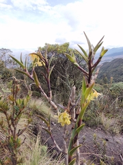 Epidendrum zipaquiranum
