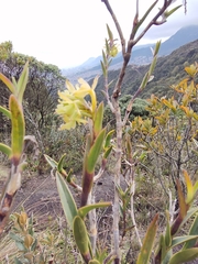Epidendrum zipaquiranum