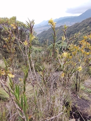 Epidendrum zipaquiranum