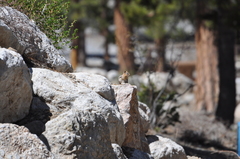 Callospermophilus lateralis certus